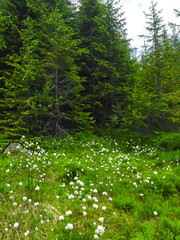 An idyllic meadow bursting with blooming flowers. Carpathia, Romania. The glade is located at the feet of a coniferous forest. Springtime season, vegetation is luxuriant.  © Alexandru V