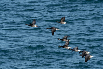 Oies Bernaches Cravant en bord de mer - Bretagne France