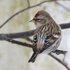 Common Redpoll