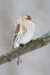 Common Redpoll