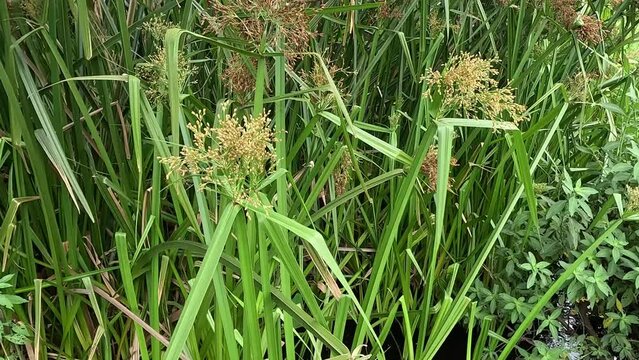 Actinoscirpus grossus (also called Mensiang, Greater club-rush, Giant bulrush). This grass is often made for woven materials