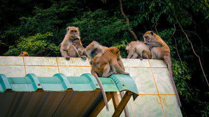 Familia de monos en el templo de la cueva del tigre, Tailandia