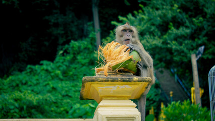 Mono come en la base del templo de la cueva del tigre