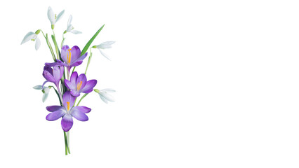 Bouquet of spring flowers - saffron, snowdrops isolated on a white background. Springtime concept. Long banner