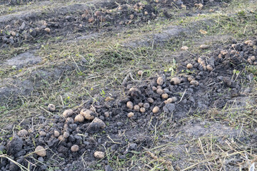 Freshly dug organic potatoes of new harvest at the potatoes plantation. Potato harvest on the field