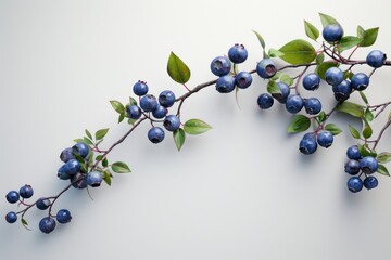 Blueberry branch on a clean background. Berry season. Spring