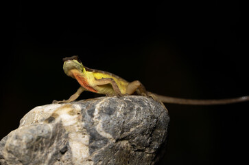 Anolis Colombia Lagarto