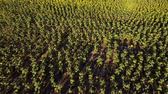 Vista aerea de campo sembrado con girasoles tomados desde baja altura