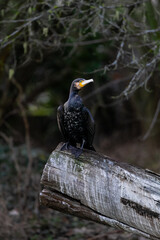 Double-crested Cormorant on a trunk