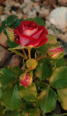 red rose in garden