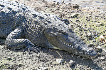 Obraz premium Massive crocodile basking on a sandy beach
