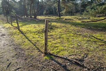 fenced cattle meadow in the sun