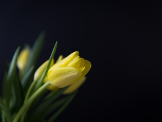 yellow tulips on black background