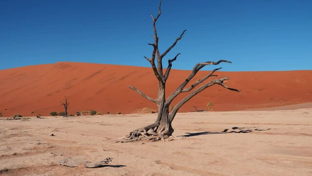Dead dry tree snag in arid desert on background of red orange sand dunes. National park Sossusvlei Desert Deadvlei Namibia and popular tourist destination. Global warming and desertification of earth