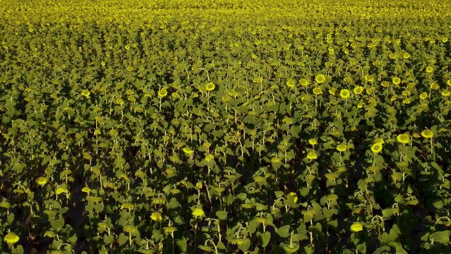 Vista aerea de campo sembrado con girasoles tomados desde baja altura