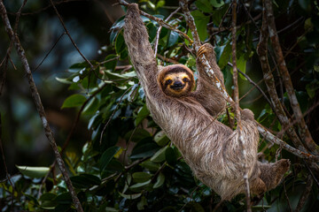 Brown throated tree toed sloth in climbing up a tree - Powered by Adobe