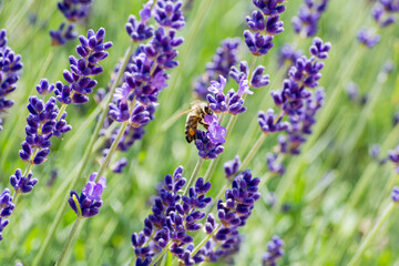 lavender flowers in the field