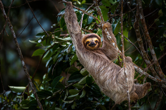 Brown throated tree toed sloth in climbing up a tree