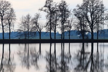 Bäume spiegeln sich am Seeufer im Wasser