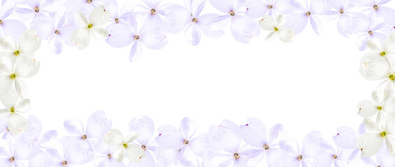 Beautiful soft lilac dogwood flowers isolated on a white background. Festive floral background. Long banner, copy space. Top view