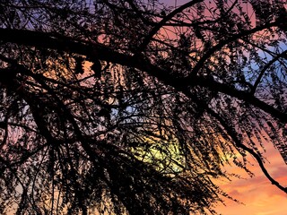 Beautiful sunset sky with silhouette tree