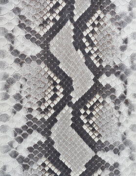 white python Exotic texture
