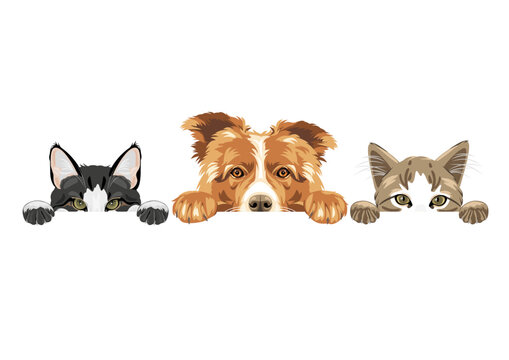 Cute peeking Border Collie dog and two cats