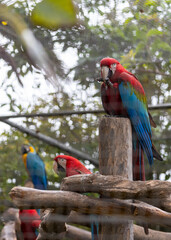Red-and-Green Macaw (Ara chloropterus) in the Amazon Rainforest