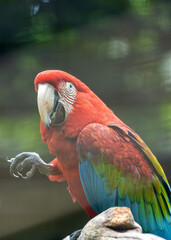 Red-and-Green Macaw (Ara chloropterus) in the Amazon Rainforest