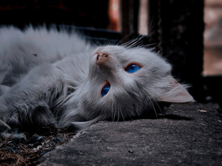 Gato