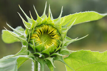 Close-up of sunflower bud. Flower of sunflower head. Yellow big flower. Summer background. Sunflower blooming. Beautiful Unopened 
 sunflower on a sunny day with a natural green background. 