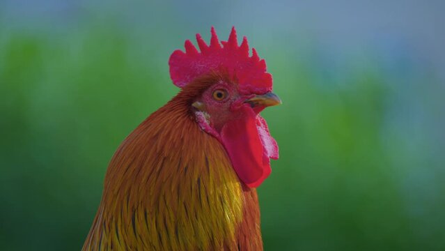 Portrait of a beautiful rooster