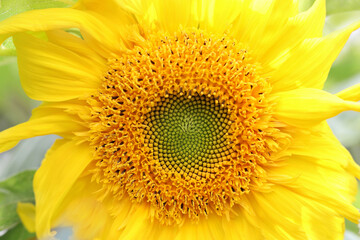 Sunflower blooming. Yellow Sunflower flower close up .  Sunflower natural background. Yellow big flower. Agriculture. Farming. Natural product. Farming. Smallholding.  Summer background
