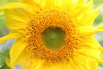 Naklejka premium Sunflower blooming. Yellow Sunflower flower close up . Sunflower natural background. Yellow big flower. Agriculture. Farming. Natural product. Farming. Smallholding. Summer background