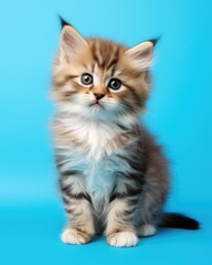 Obraz premium Beautiful Fluffy Kitten. Small Cute Cat with a Funny Expression on a Pretty Blue Background