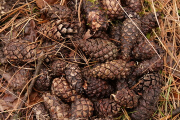 cones in the forest on the ground