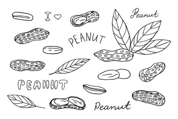 Big set of peanuts and peanuts in shell. Nuts. Healthy food. Doodle vector illustration EPS10. Hand drawn. Isolated on white background