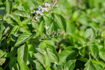 Green basil plant (Genus Ocimum). Use as culinary herb.