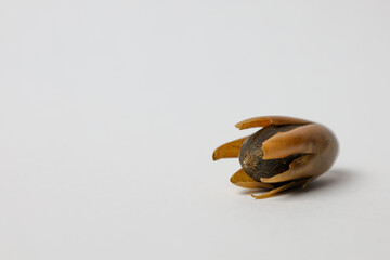 An open acorn on a white background
