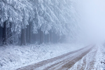 coniferous forest in snow, frost and fog - 723272852