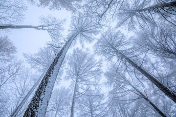 larch forest in winter look up
