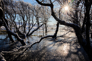 sunshine through bushes on frozen lake - 723273255