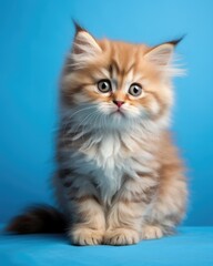 Fototapeta na wymiar Fluffy Kitten. Cute and Adorable Baby British Cat with Fluffy Fur Sitting on Blue Background