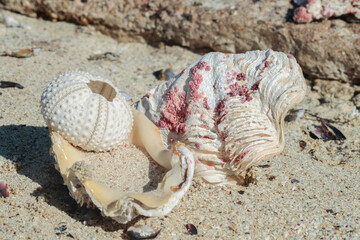 Shells and a skeleton of a sea urchin washed asore on the beach of the Red Sea.