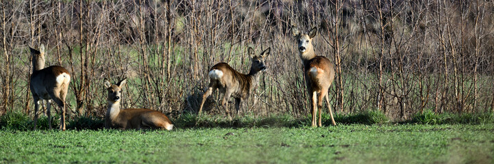 Vier Europäische Rehe stehend und liegend auf grünem Gras in einer Knick Landschaft im Panoramabild