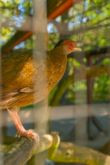 Red pheasant bird sits on a branch in a cage