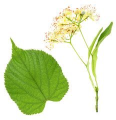 Fresh flowers and green leaf of linden isolated on a white background, top view. Lime-tree.