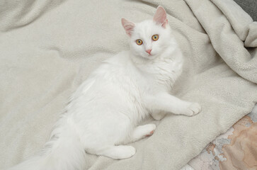 White posh fluffy cat of Turkish Angora breed, lies on bed