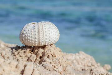 Sun-bleached skeleton of a sea urchin on petrified, fossil rocks. Relicts of marine life at the Red...