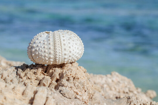 Sun-bleached skeleton of a sea urchin on petrified, fossil rocks. Relicts of marine life at the Red Sea.